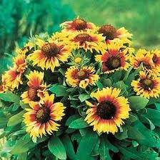 LV SUNFLOWER MAGIC ROUNDABOUT