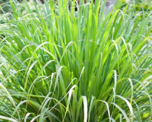 Lemongrass (Cymbopogon citratus) Ornamental Grass