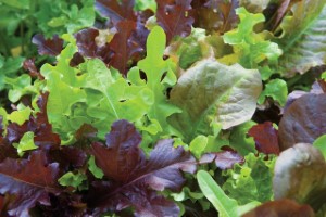 Organic Gourmet Lettuce Blend