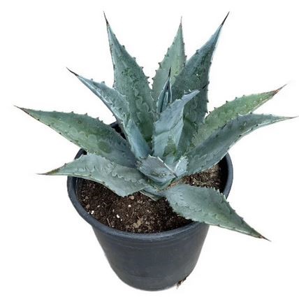 AGAVE BLUE AMERICANA - 3 GALLON