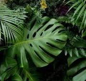 TROPICAL LEAVES