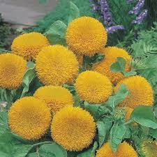 SUNFLOWER - TEDDY BEAR