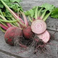 LV BEET CHIOGGIA