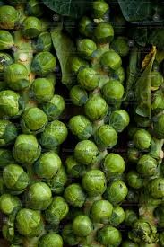 BRUSSELS SPROUTS LONG ISLAND