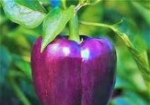 PEPPER PURPLE BELLE