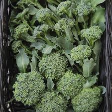 BROCCOLI - DE CICCO