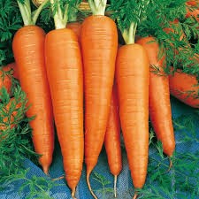 LV CARROT DANVERS ORGANIC