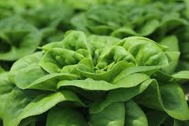 LETTUCE - BUTTERCRUNCH