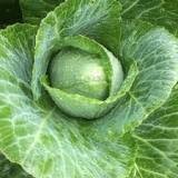 CABBAGE - EARLY JERSEY WAKEFIELD