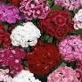 LS SWEET WILLIAM DBL MIXED COLOR