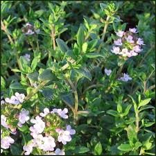 LV THYME THYMUS VULGARIS