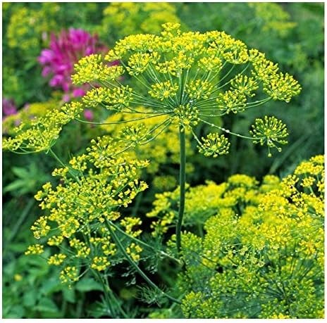 DILL BOUQUET