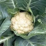 CAULIFLOWER SNOWBALL EARLY