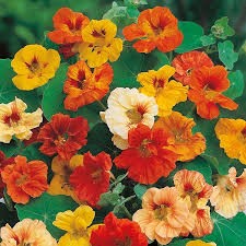 NASTURTIUM - DWARF JEWEL MIX