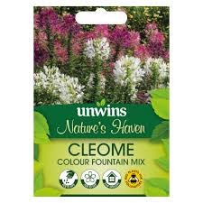 LS CLEOME COLOR FOUNTAIN MIX