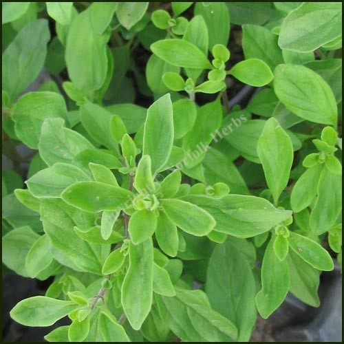 LV HERBS SWEET MARJORAM