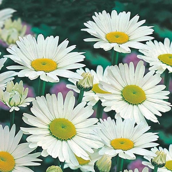 SHASTA DAISY ALASKA