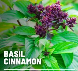 LV BASIL CINNAMON