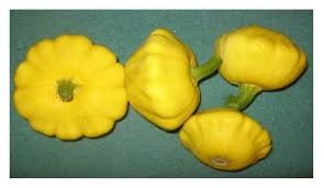 SQUASH YELLOW SCALLOP BUSH