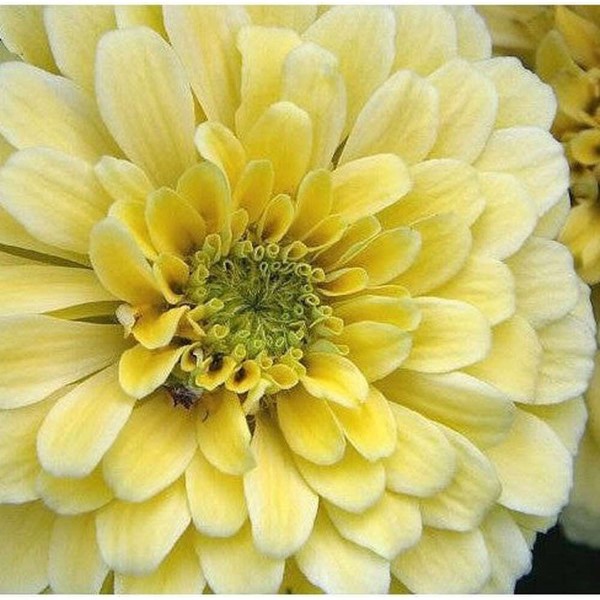 LV ZINNIA ISABELLINA