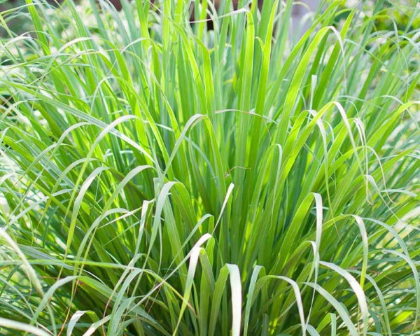 Lemongrass (Cymbopogon citratus) Ornamental Grass