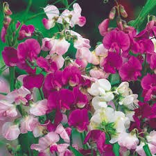 SWEET PEA PERENNIAL