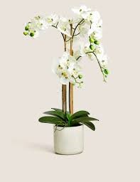 Real-touch Orchid Indian Pot