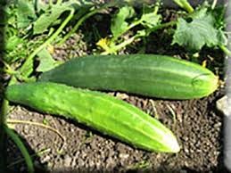 CUCUMBER - IMPROVED LONG GREEN