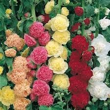 HOLLYHOCK - PERENNIAL