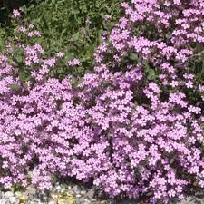 LV SOAPWORT-TRAILING