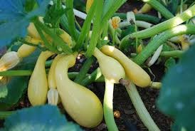 ORGANIC SQUASH SUMMER CROOKNECK